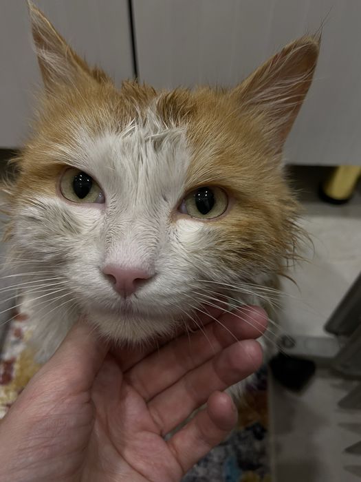 Ищем малышу новый дом