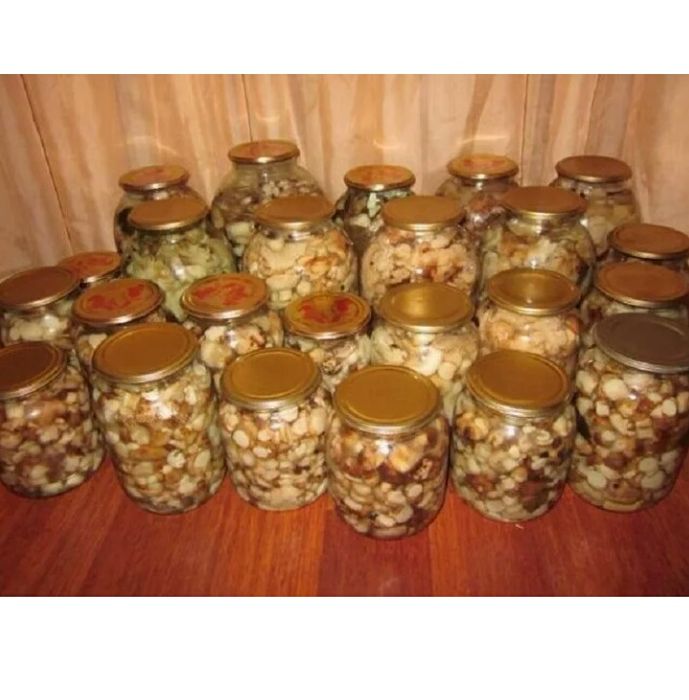 Подтопольники грибы фото приготовление на зиму Подтопольники грибы фото приготовление на зиму