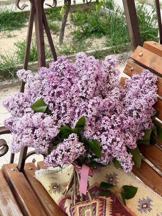 Сирень в Актау !