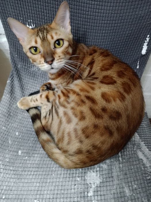 Ищу добрые руки для кошки