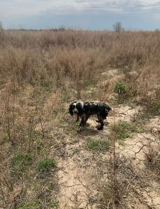 Продаю руский спаниель