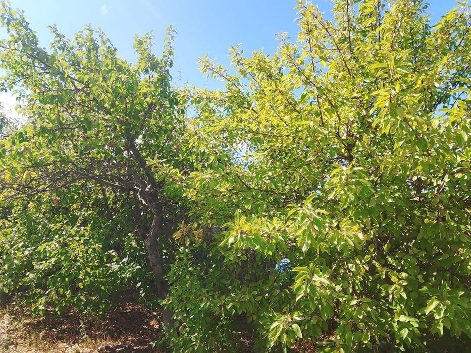 Продам дачу ябланька Павлодар