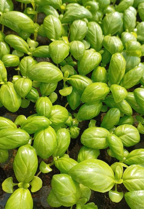 Rasaduri profesionale