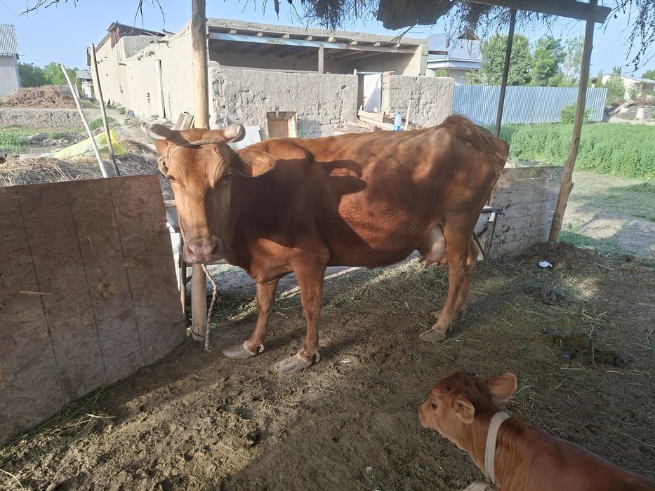Sigir ona bola.5 qorin .2oylik xukischa.1 oylik bugʻuz