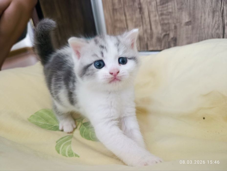 Sotiladi zoti scottish strait