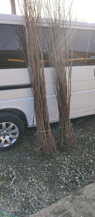 Puieți salcâm frasin tei fag carpen stejar mesteacăn plop brad molid