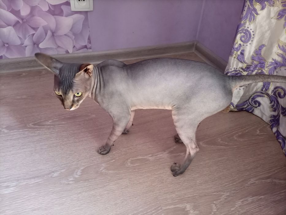 Канадский сфинкс вязка