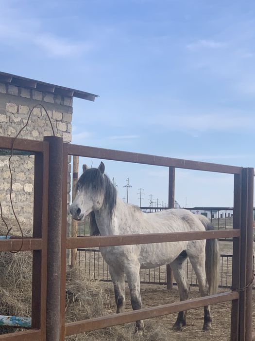 Көк Айғыр сатылады