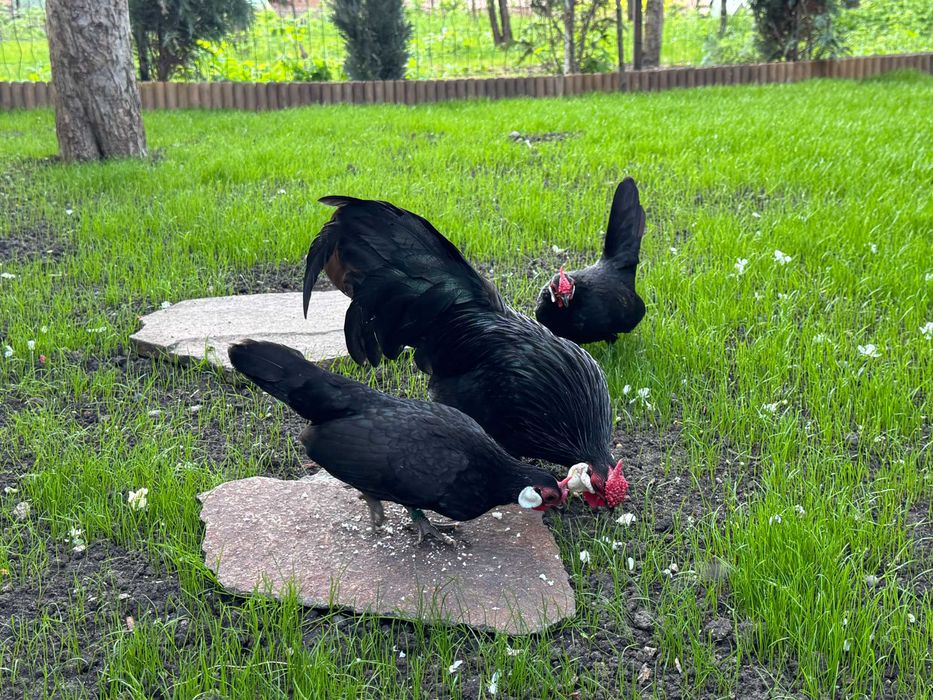 Sebright Chamois si Bantam negru oua pentru incubat