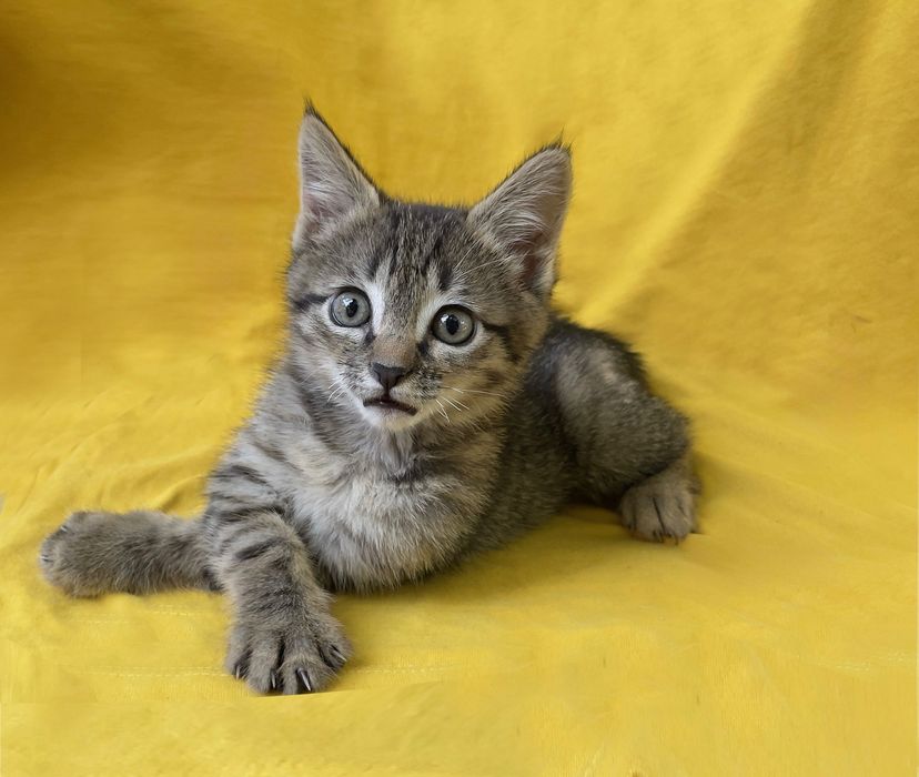 Котенок  Трикки ищет любящего хозяина!