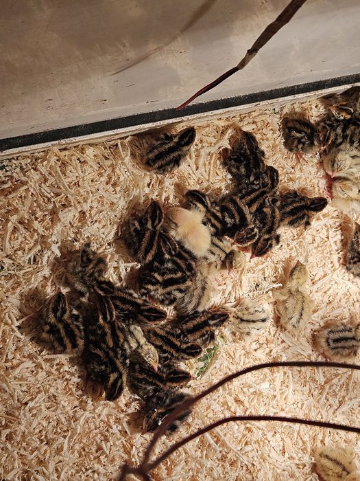 ПЪДПЪДЪЦИ (малки и големи )