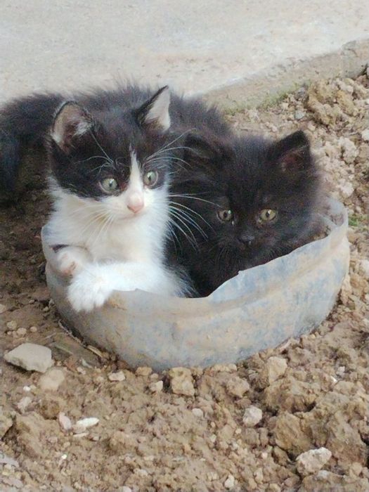 Даром котята только в добрые руки