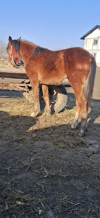 Dw vanzare manzuc de 6 luni din parinti buni