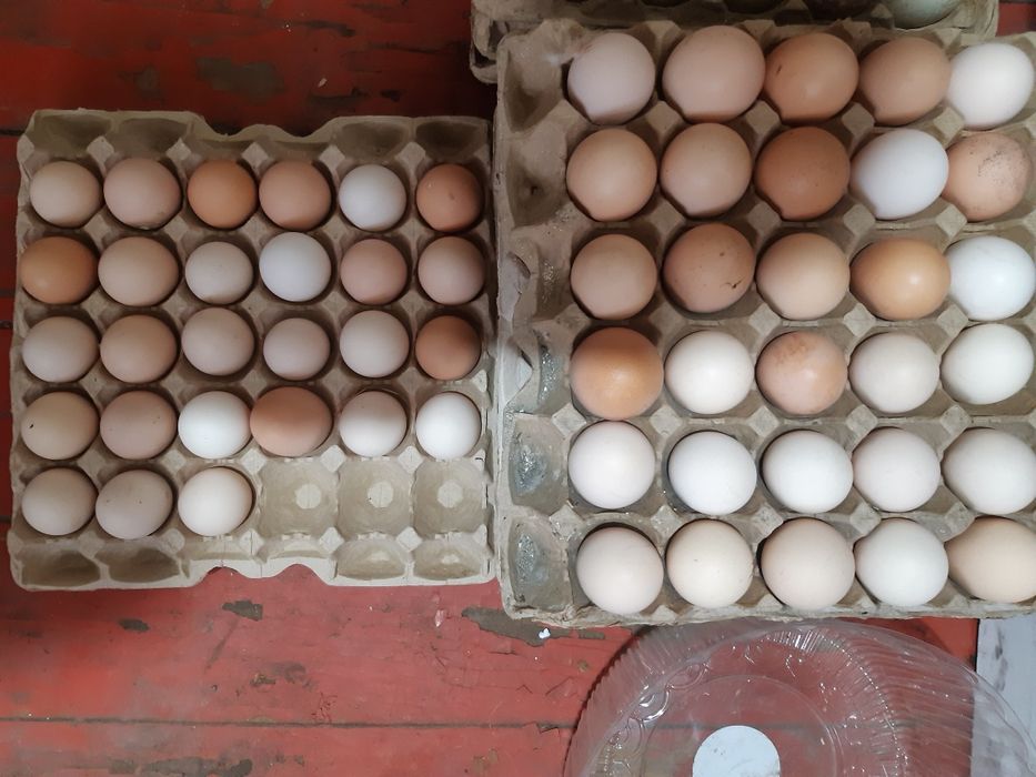 Продам инкубационное яицо