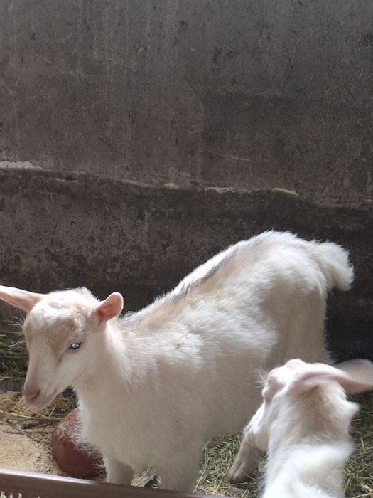 Iedute sannen cu alpina!