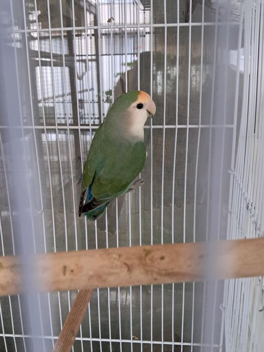 Vand papagal Agaponis