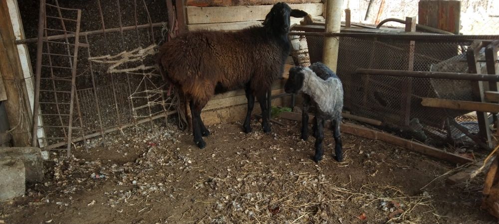 Қой мен Шібіш сатылады