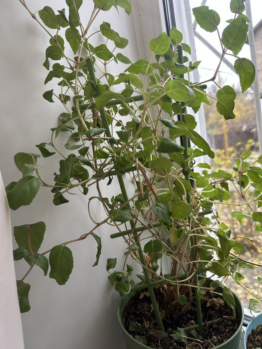 Комнатные растения