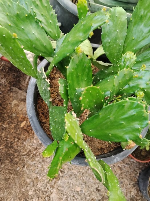 Kaktuslar sotiladi