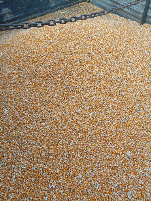 Vand porumb de faina 9590 productia 2025