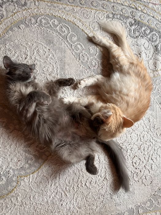 Отдаем в хорошие руки