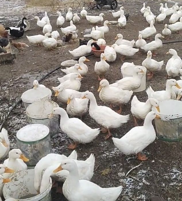 Продам утки, гуси, уйрек, гусь,  үйрек,
