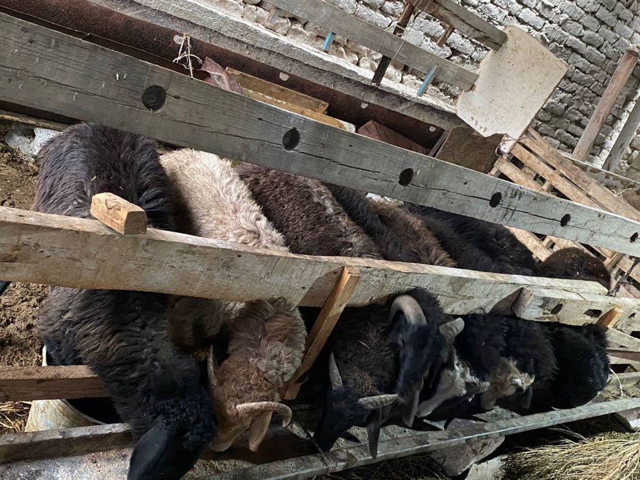 Bugʻoz qoʻy va qoʻchqorlar sotiladi