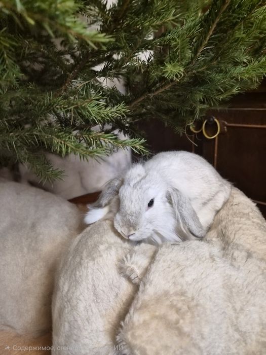 Продаю кролика белого