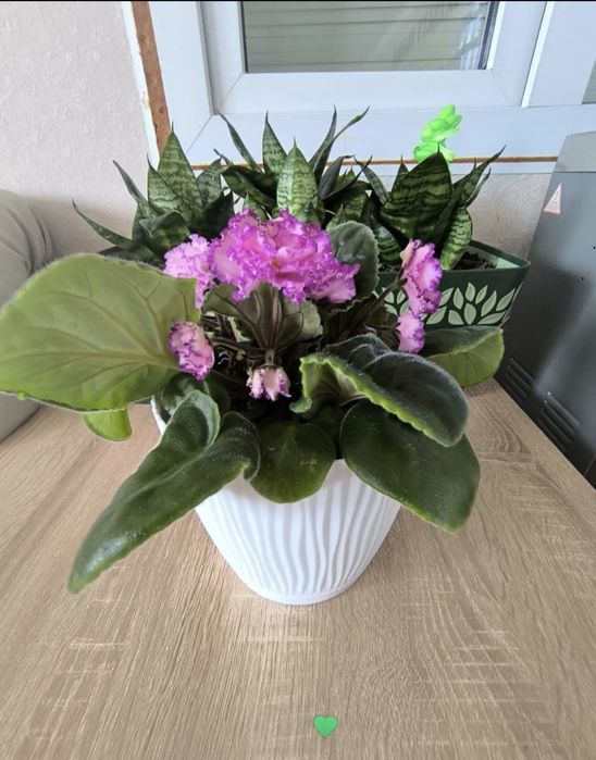Продам укоренённые листики