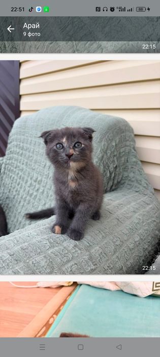 Отдам котят британских