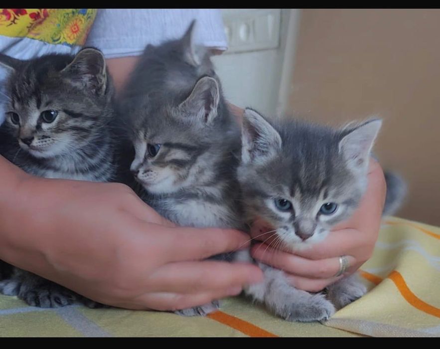 Котята из сказки
