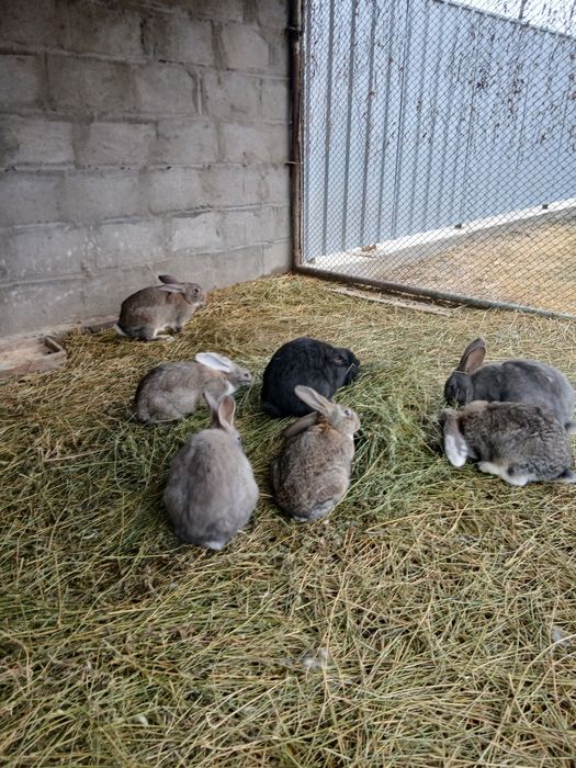 Продам кроликов вислаухий варан