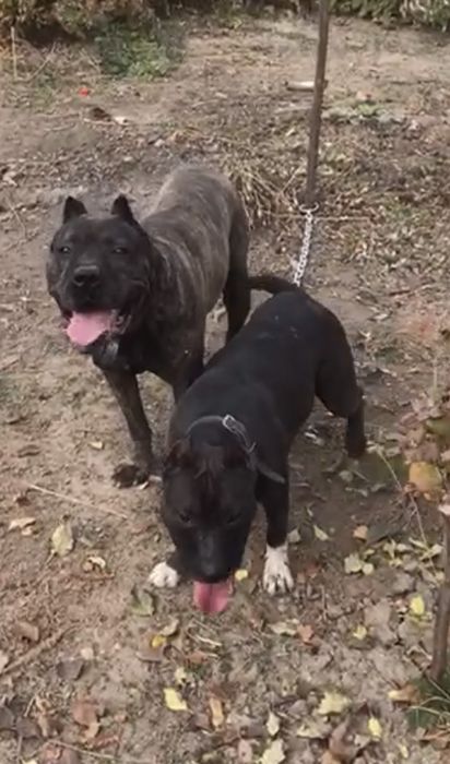 Продам щенков Питбуля