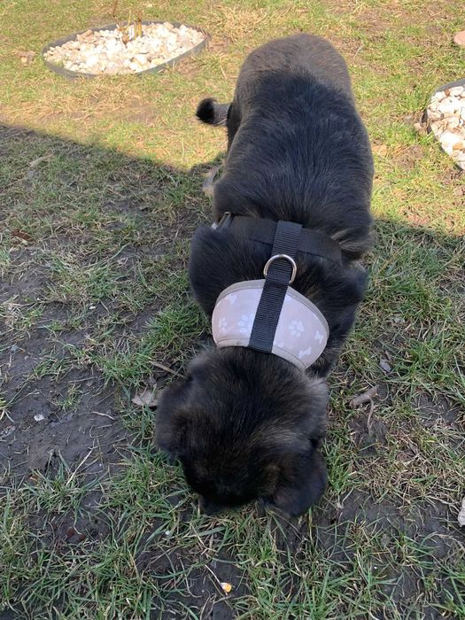 Donez cățeluș (băiat)