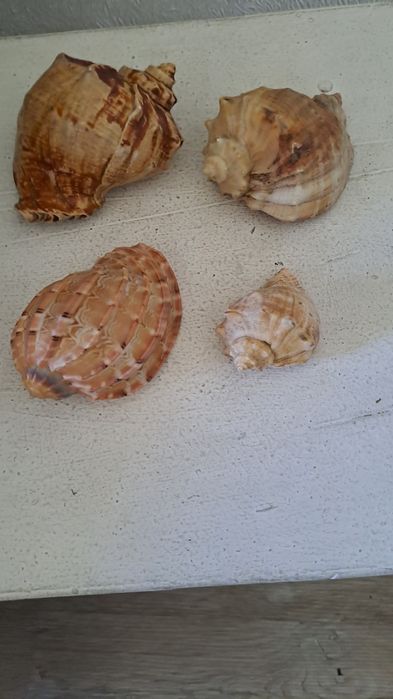 Ракушки натуральные