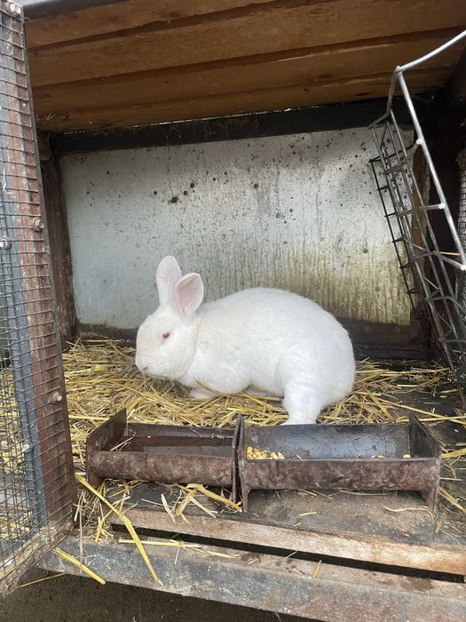 Scot la vanzare 2 masculi de hycole francez si 8 pui