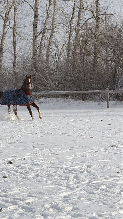 Продается лошадь