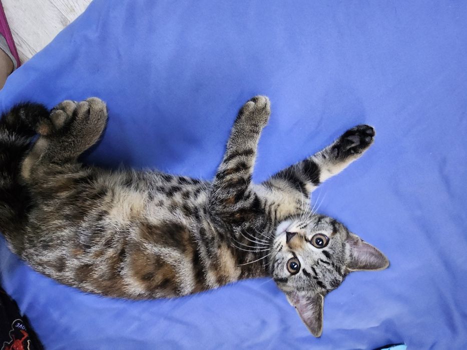 Котёнок девочка 1,5