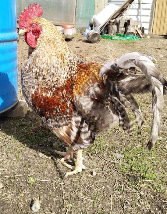 Петух  билифельдер на племя