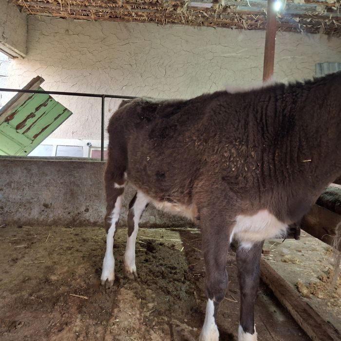 Сиыр сатылады 700000