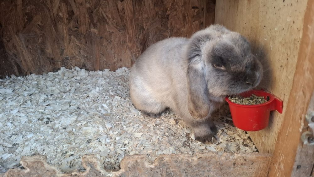 Iepuri berbec pitic originali