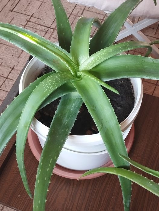 Алоэ столетник лечение