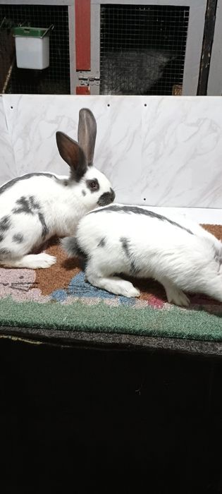 Iepuri fluture german