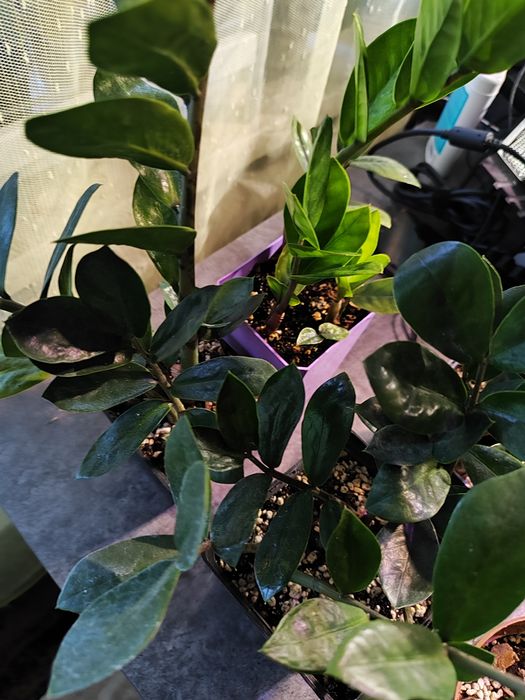 Замиокулькас (или «долларовое дерево»)