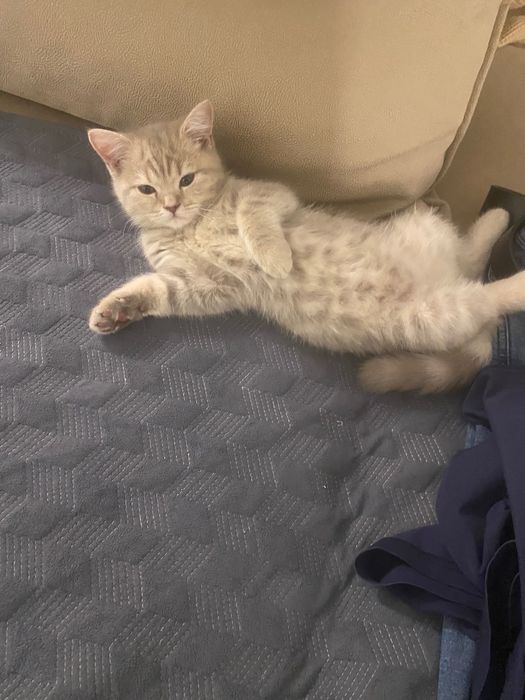 Отдадим кошку в добрые руки