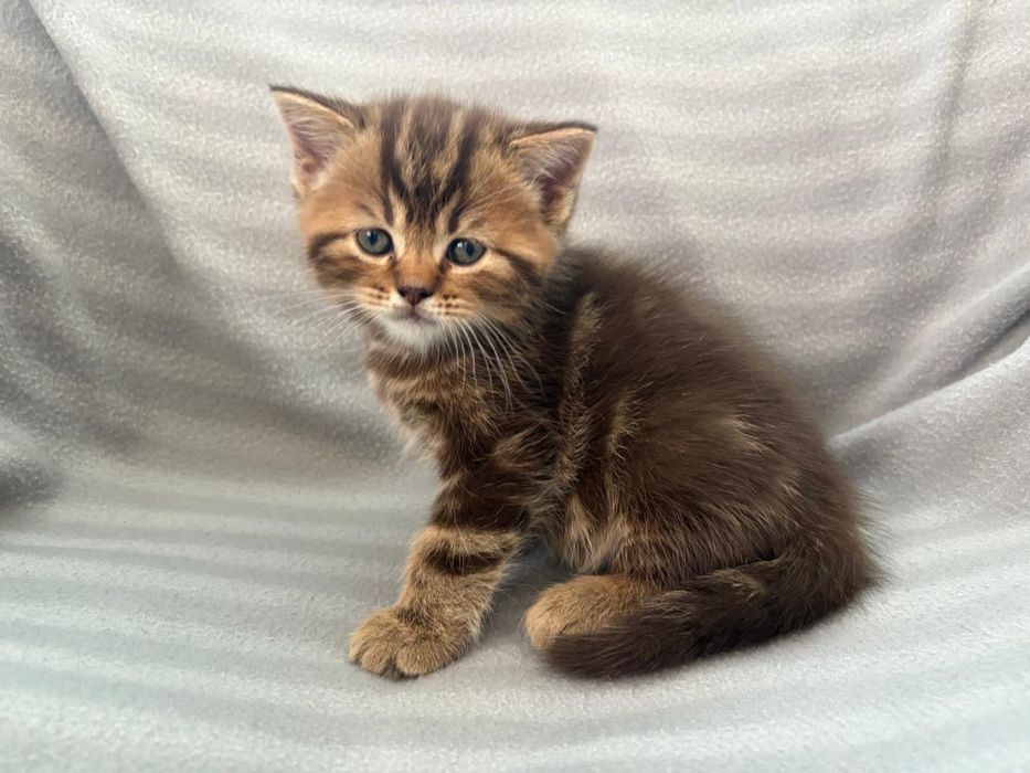 Продам котят британской породы