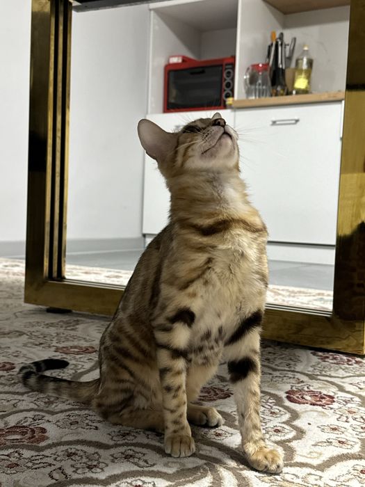 Кошка бенгальская