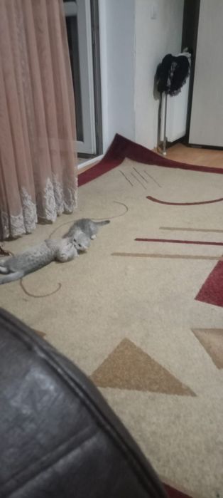 Продам катят скотиш фолд