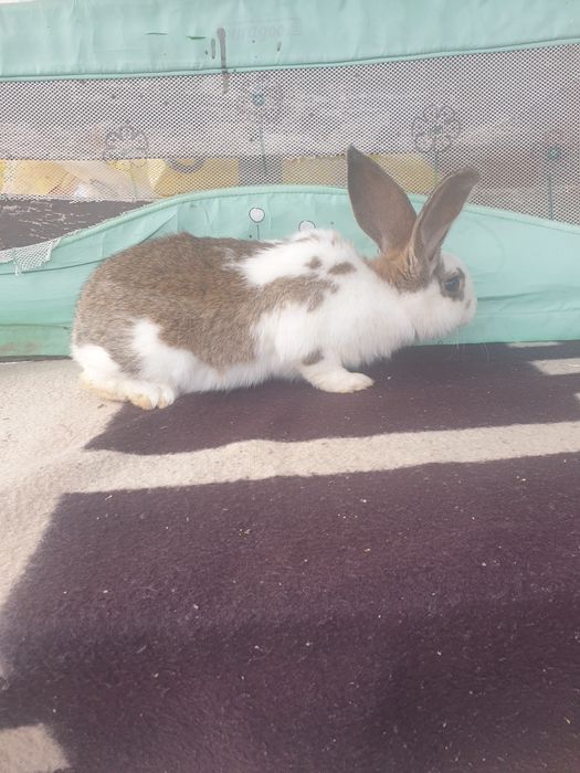 Vand iepuri femela si mascul