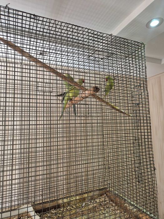 Ожереловый попугай